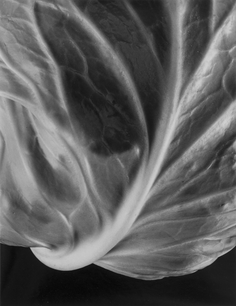 Cabbage Leaf