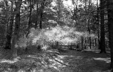 Pine grove, Wellesley, MA